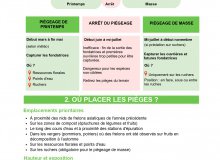 Frelon asiatique : Que faire ?