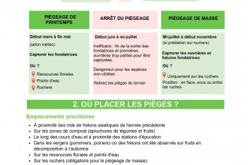 Frelon asiatique : Que faire ?