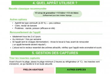 Frelon asiatique : Que faire ?
